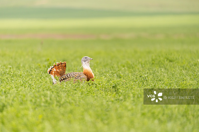 卡斯蒂利亚的大鸨-西班牙图片素材
