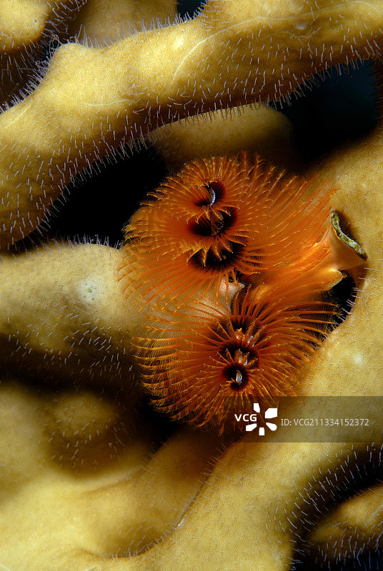 红海埃及的圣诞树虫和火焰珊瑚图片素材