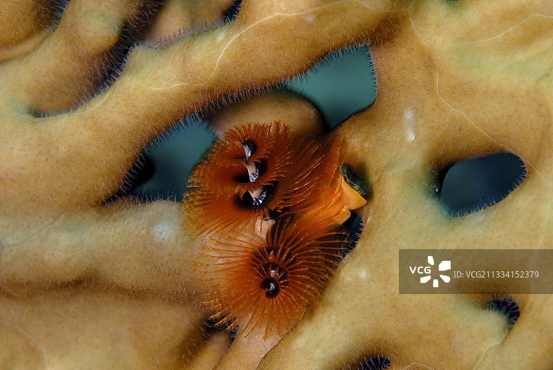 红海埃及的圣诞树虫和火焰珊瑚图片素材