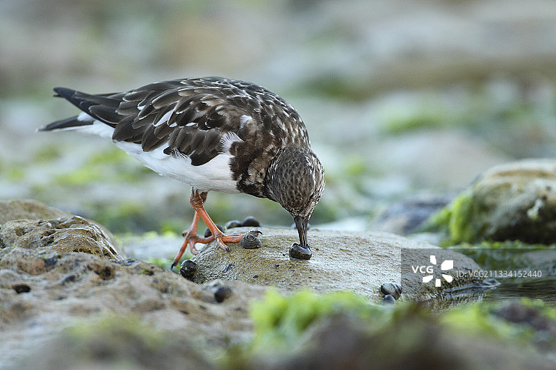 翻石鹬和海螺 - 法国雷岛图片素材