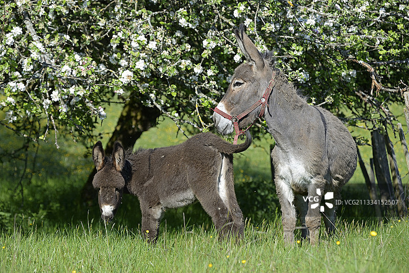 法国的母驴和幼驹图片素材
