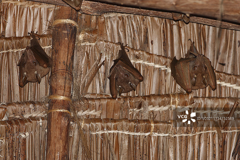 屋檐下的肩章果蝠 - 坦桑尼亚桑给巴尔图片素材