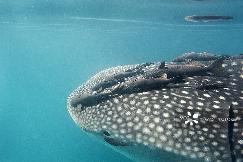 加利福尼亚湾的鲸鲨和䲟鱼图片素材