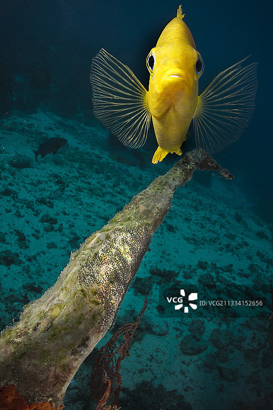 斐济群岛金色雀鲷守护巢穴图片素材