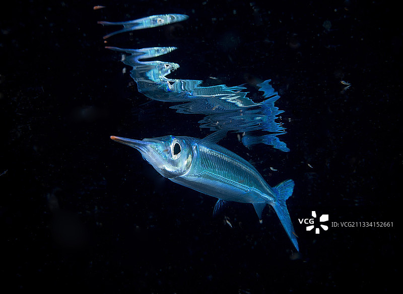 斐济群岛夜间的颌针鱼图片素材