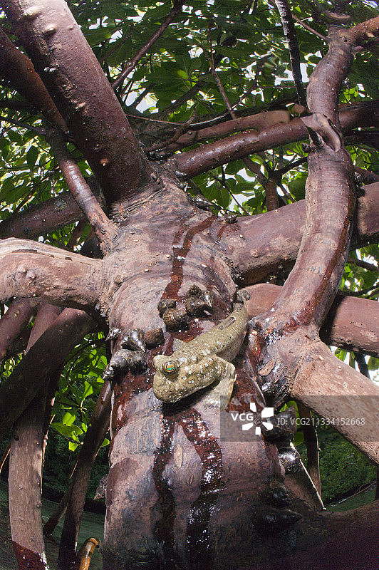 斐济群岛红树林根部的弹涂鱼图片素材