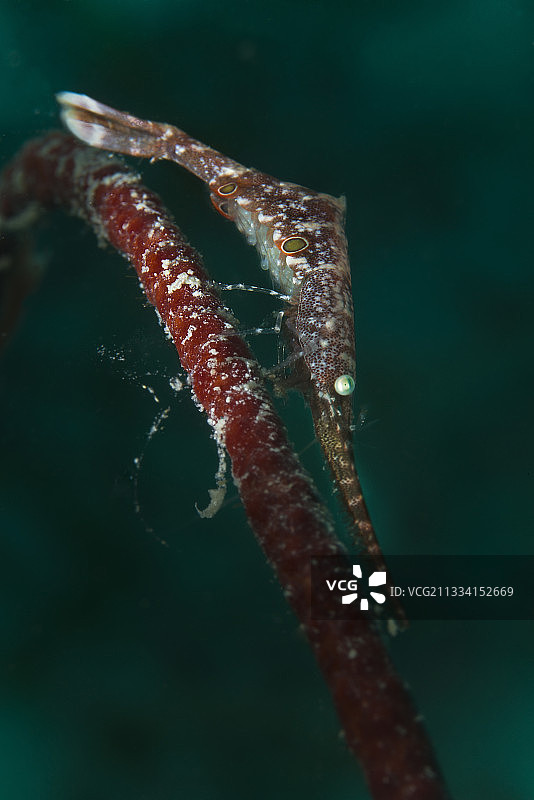 锯虾 - 斐济群岛图片素材