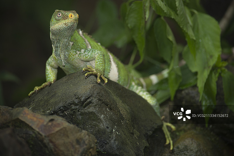 岩石上的斐济带状鬣蜥 - 斐济群岛图片素材