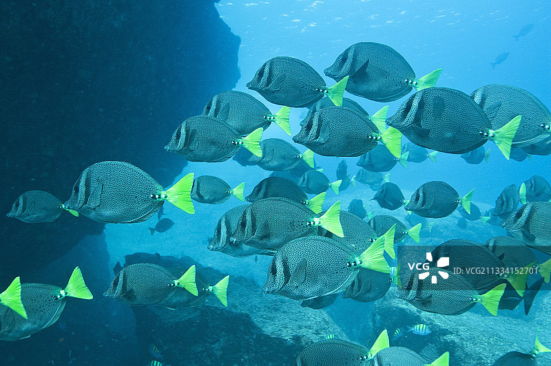 加利福尼亚湾的黄尾刺尾鱼群图片素材