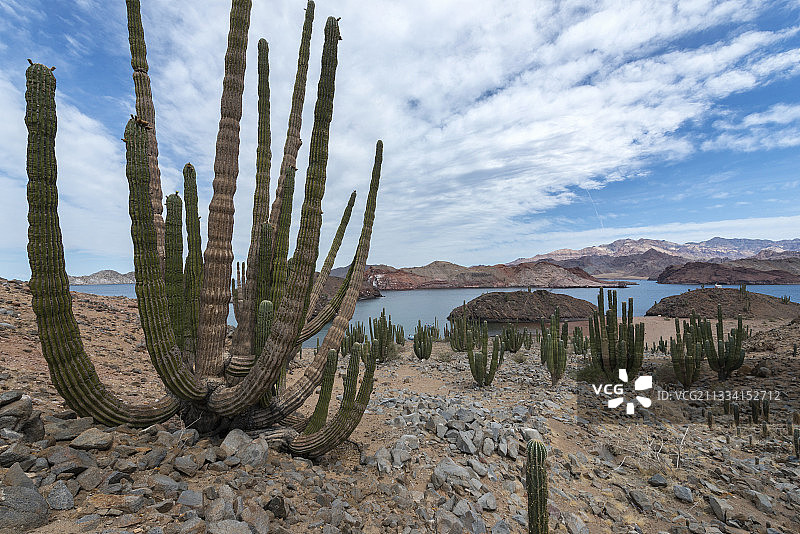 卡登仙人掌，墨西哥下加利福尼亚图片素材
