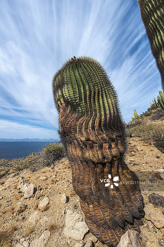 圣卡塔利娜岛上的桶形仙人掌 - 加利福尼亚湾墨西哥图片素材