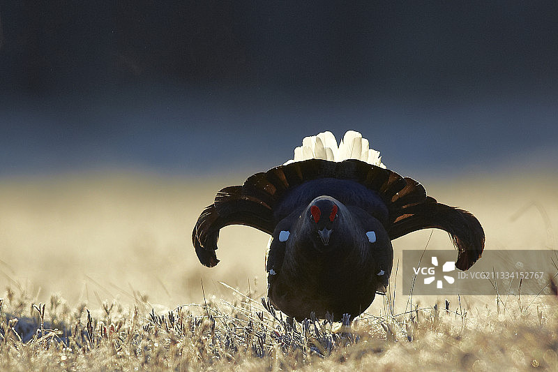 雄性黑松鸡在求偶场展示——芬兰图片素材