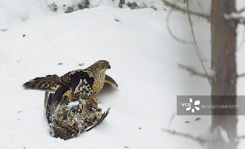 苍鹰捕食雌性松鸡 - 芬兰图片素材