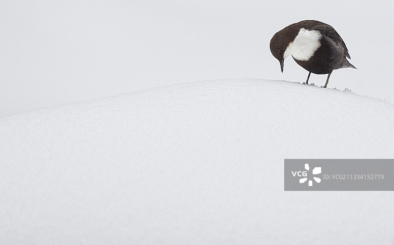 雪地中的白喉河乌 - 芬兰图片素材