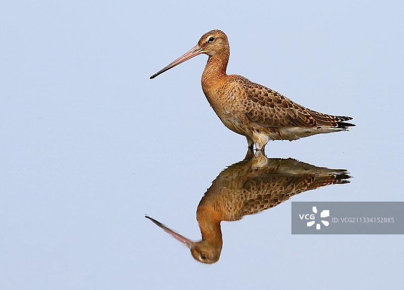 黑尾塍鹬及其倒影，西班牙图片素材