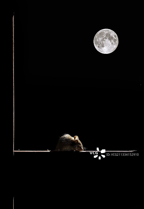 月光下窗户上的林鼠 - 西班牙图片素材