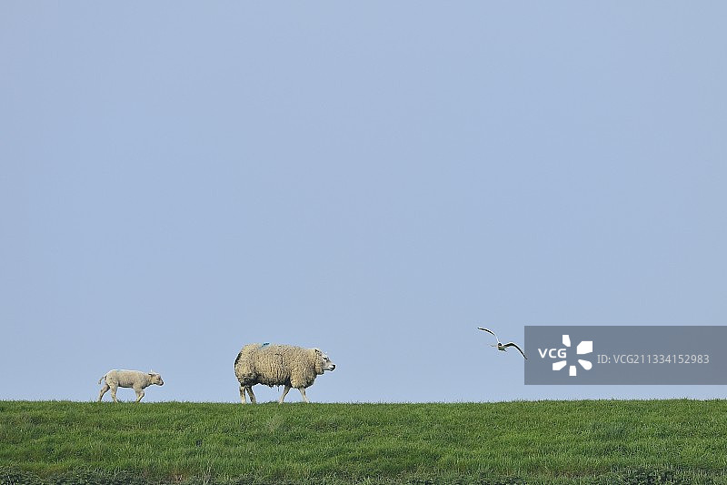 荷兰特塞尔岛草地上的绵羊与飞翔的鸥图片素材