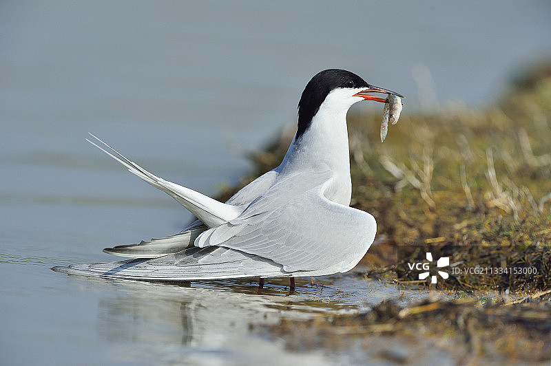 普通燕鸥，嘴里叼着鱼，荷兰特塞尔岛图片素材
