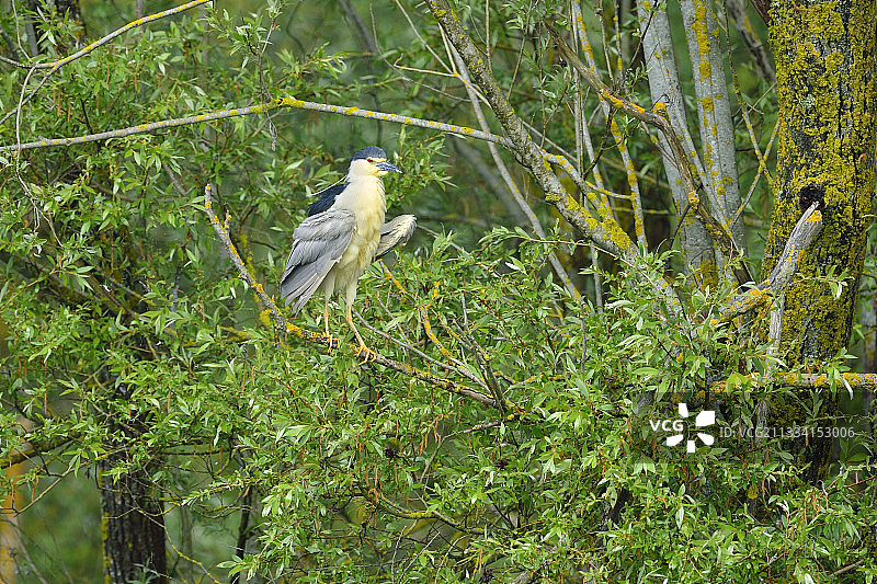苍鹭在树枝上 - 法国图片素材