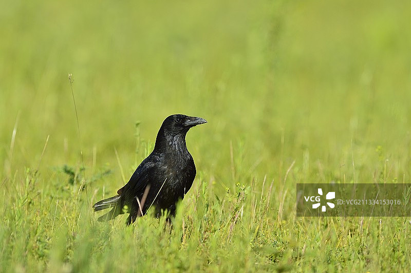 法国草地上的秃鼻乌鸦图片素材