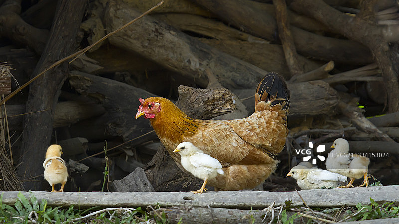 母鸡和小鸡 - 尼泊尔皇家巴迪亚国家公园图片素材
