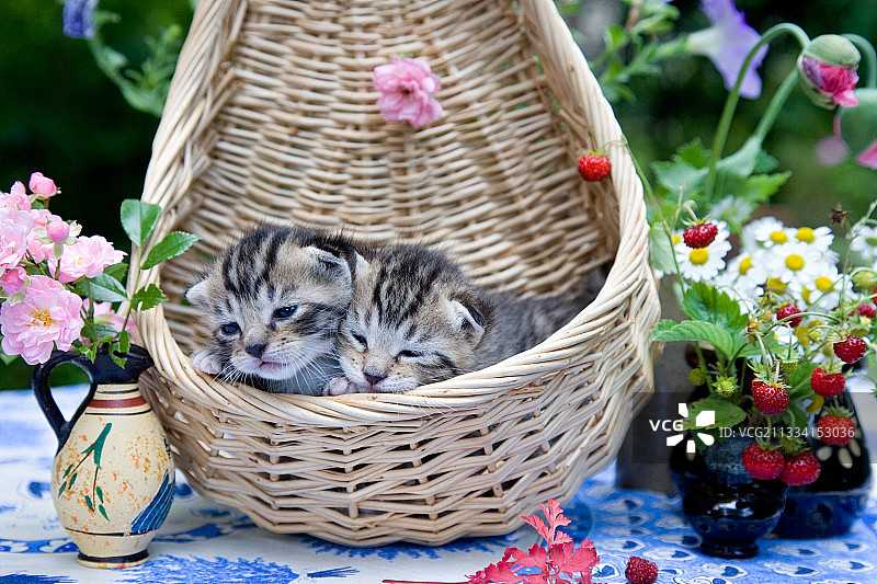 猫咪花卉 - 阿尔萨斯图片素材