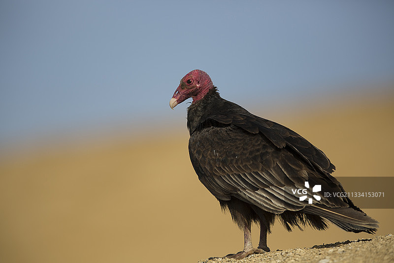 帕拉卡斯秘鲁保护区的沙滩上的红头美洲鹫图片素材