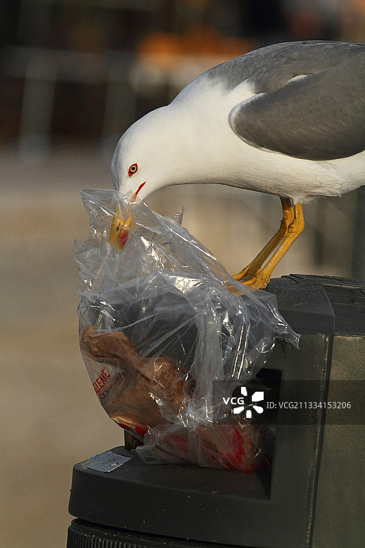 黄腿鸥在垃圾桶中觅食 - 法国图片素材