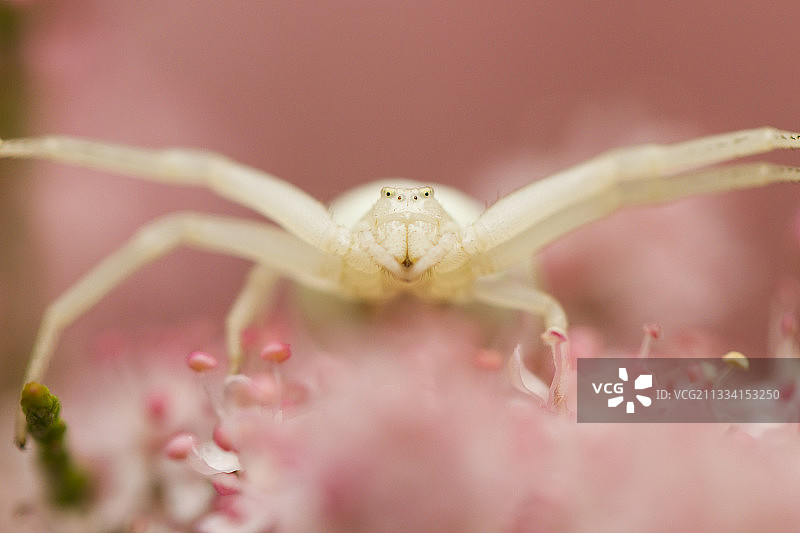 在法国阿尔萨斯塔玛瑞斯上守望的金菊蛛图片素材