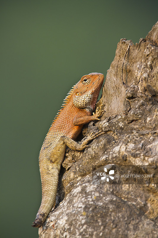 东方花园蜥蜴，断尾特写图片素材