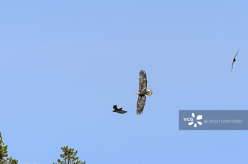 在加拿大飞翔的秃鹰和普通乌鸦图片素材