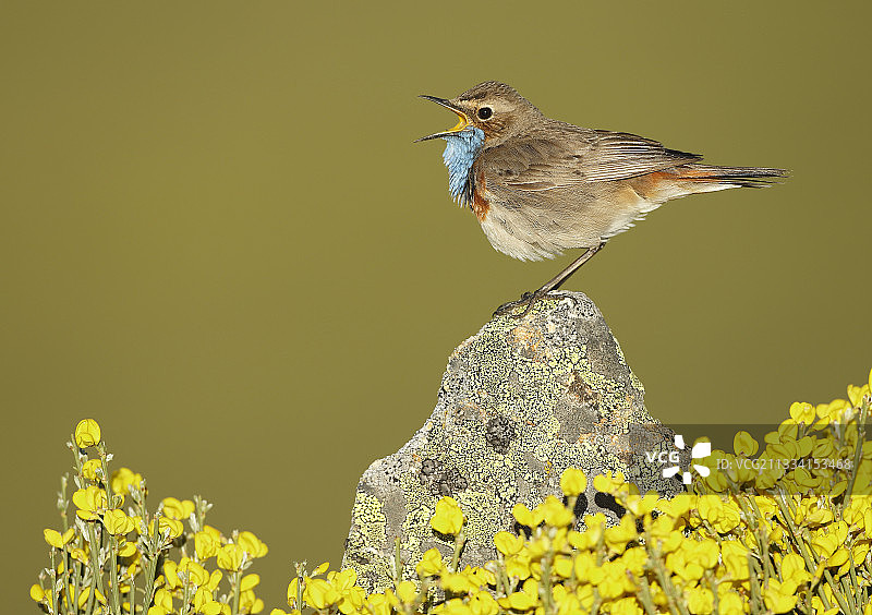 在岩石上歌唱的蓝喉歌鸲（雄性）- 西班牙图片素材