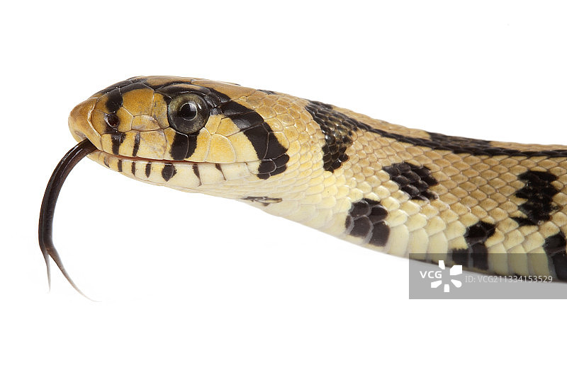 白色背景上的幼年梯蛇肖像图片素材