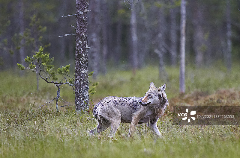 雨中走出森林的灰狼-芬兰图片素材