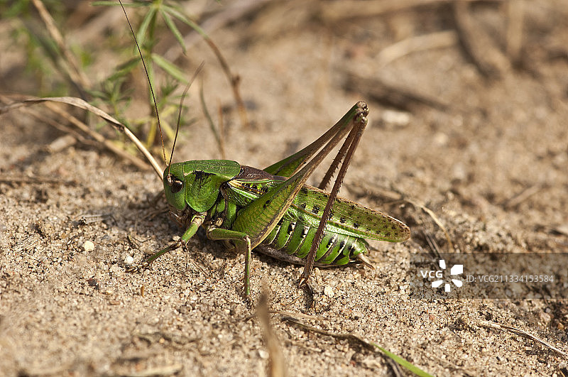 沙地上的疣蝗 - 丹麦图片素材