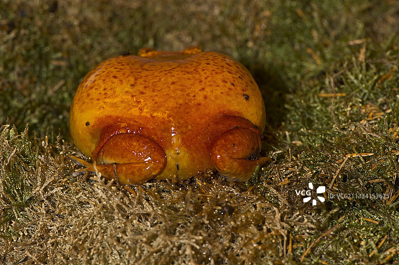 苔藓上的假番茄蛙图片素材