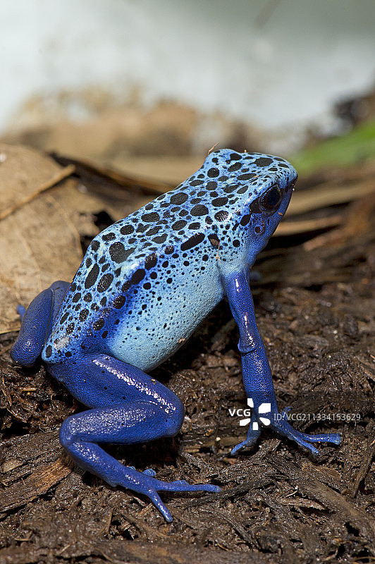 泥土上的蓝色箭毒蛙图片素材