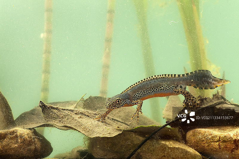 法国：繁殖期中的高山小鲵雄性图片素材