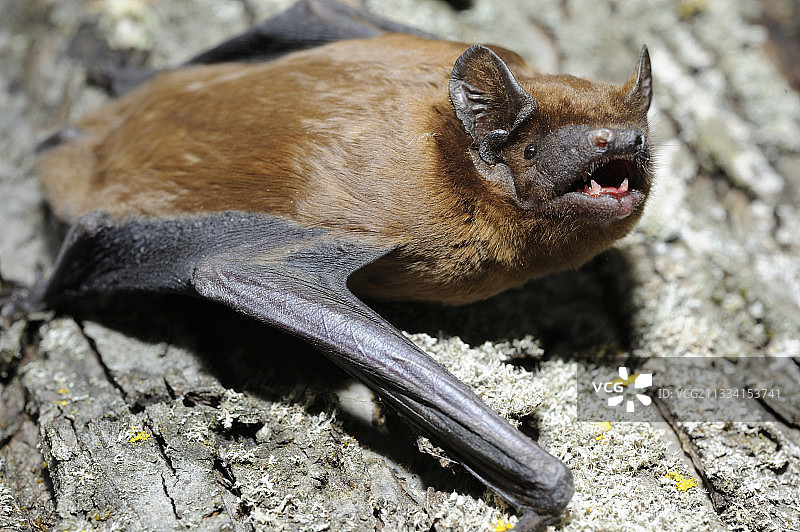 树皮上的夜蝙蝠 - 法国图片素材