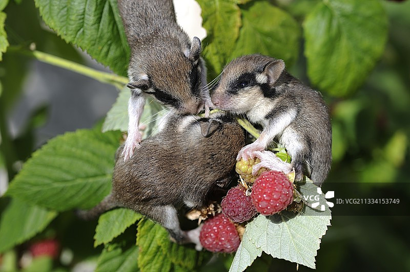 吃覆盆子的欧洲睡鼠幼崽 - 法国图片素材