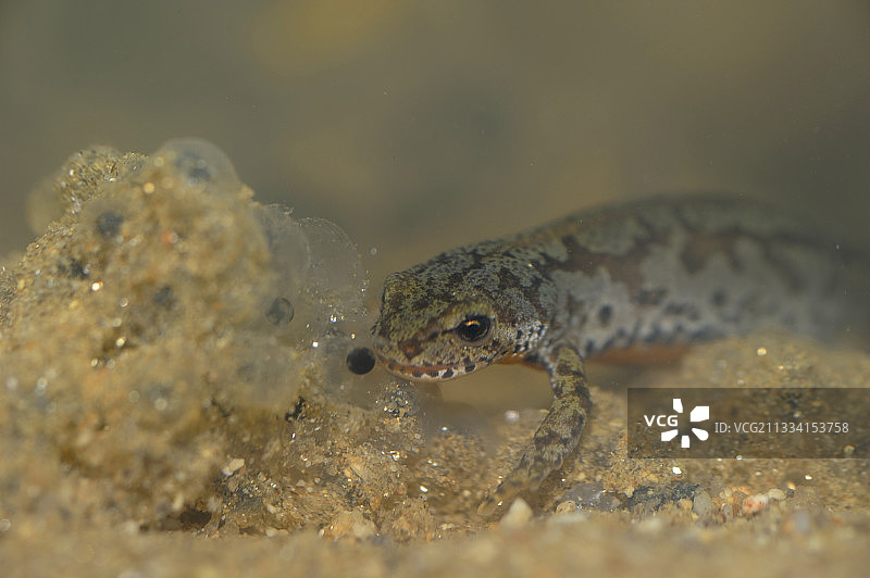 法国高山蝾螈捕食蛙卵图片素材