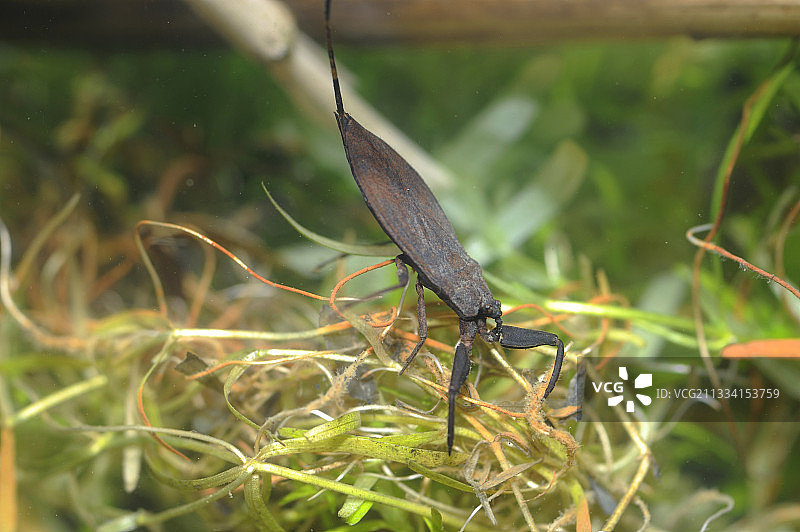 法国水蝎子图片素材