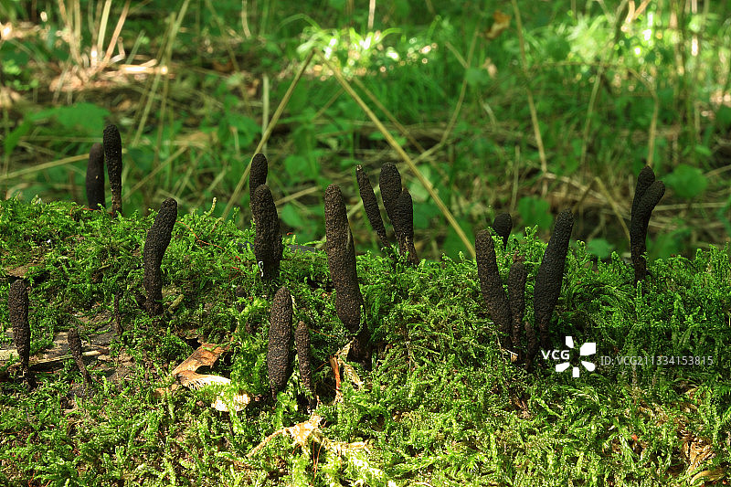 长在苔藓上的死人手指 - 法国阿尔萨斯图片素材