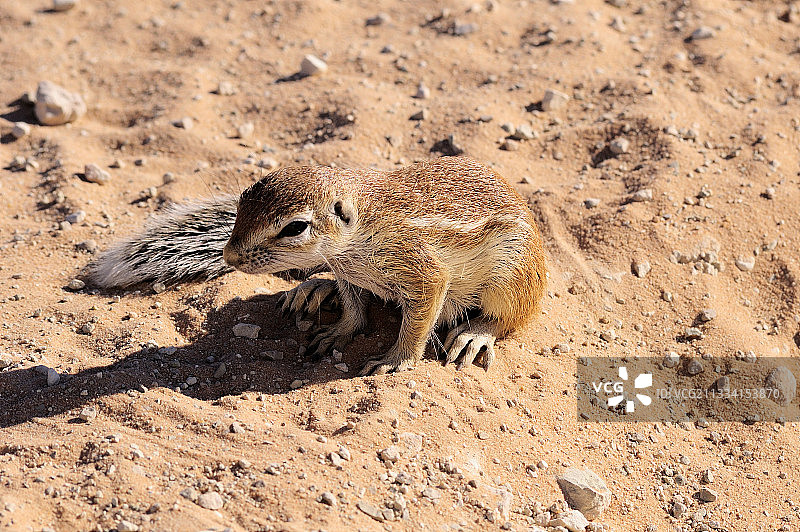 卡拉哈里沙漠的南非地松鼠图片素材