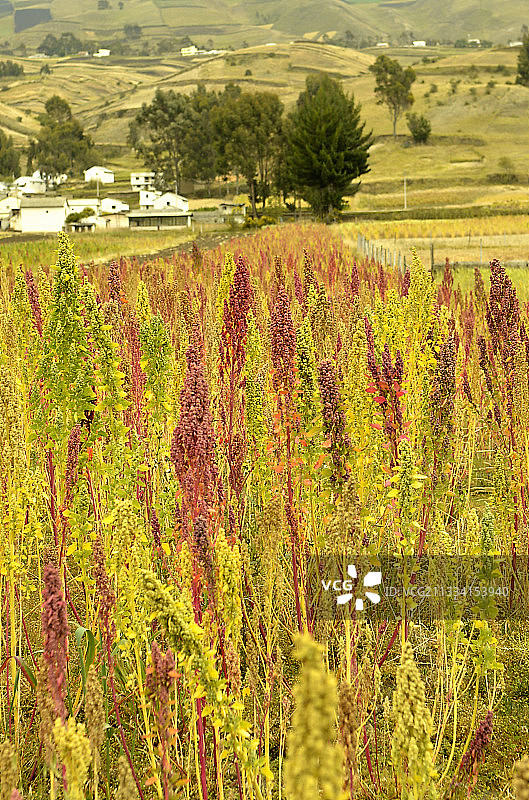 田野藜麦-厄瓜多尔图片素材