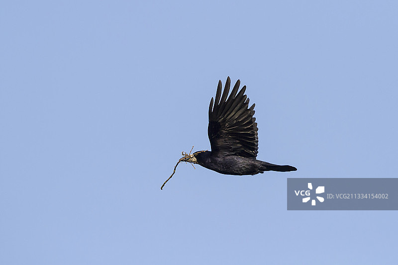 飞行中的白嘴鸦，口衔树枝筑巢 - 法国洛林地区图片素材