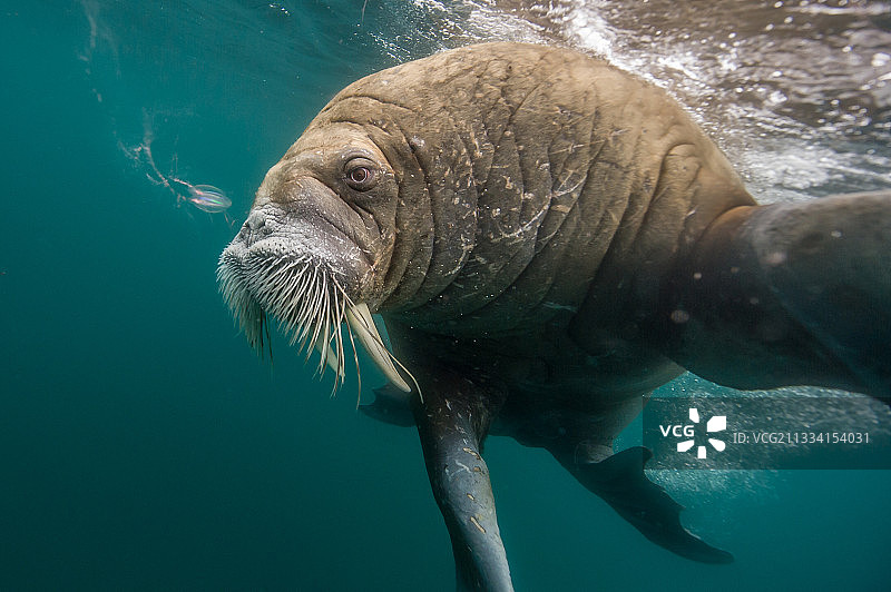 北冰洋水下游泳的海象图片素材