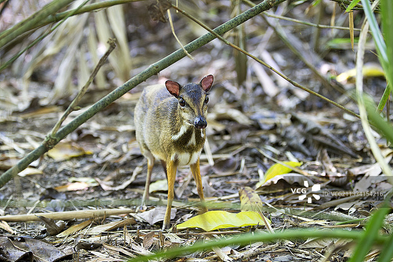 小鼷鹿灌木丛 - 基纳巴卢沙巴马来西亚图片素材