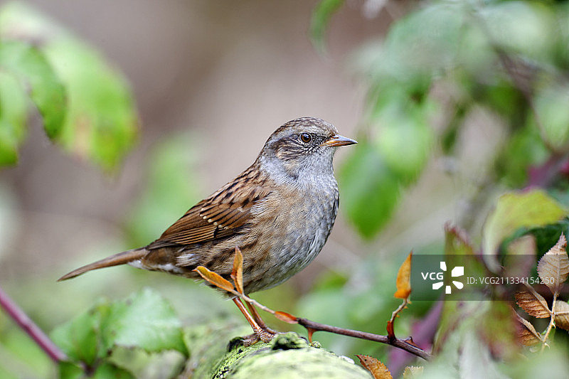 英国米德兰兹的一只欧亚鹪莺图片素材