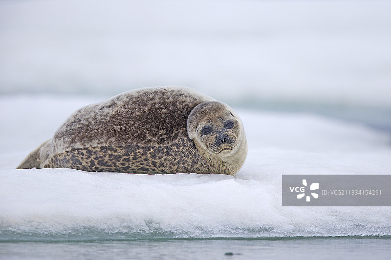 在阿拉斯加冰面上休息的环纹海豹图片素材
